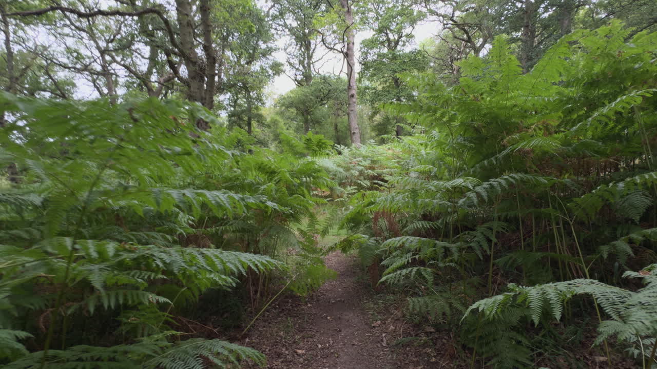 Walking through waist high Common Fern plants growing in woodland. Warwickshire, England