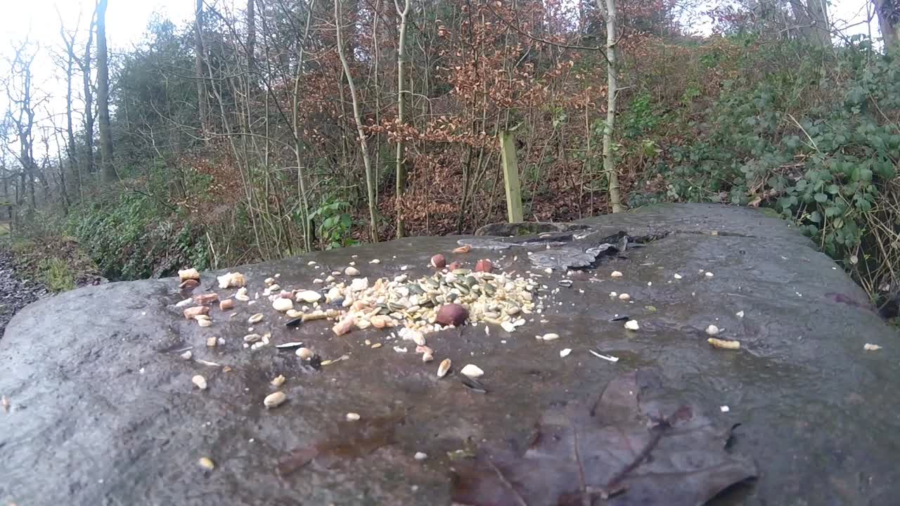 다양한 노란색 파란색과 석탄박새 야생 새들이 삼림 자연 공원에서 먹이를 먹고 있습니다