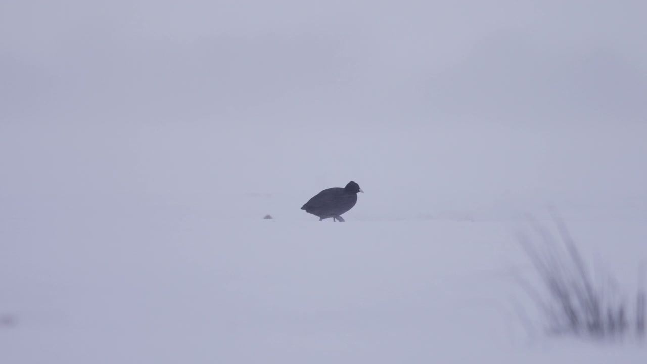 Single Eurasian coot walking through snow covered field alone and isolated, tracking shot