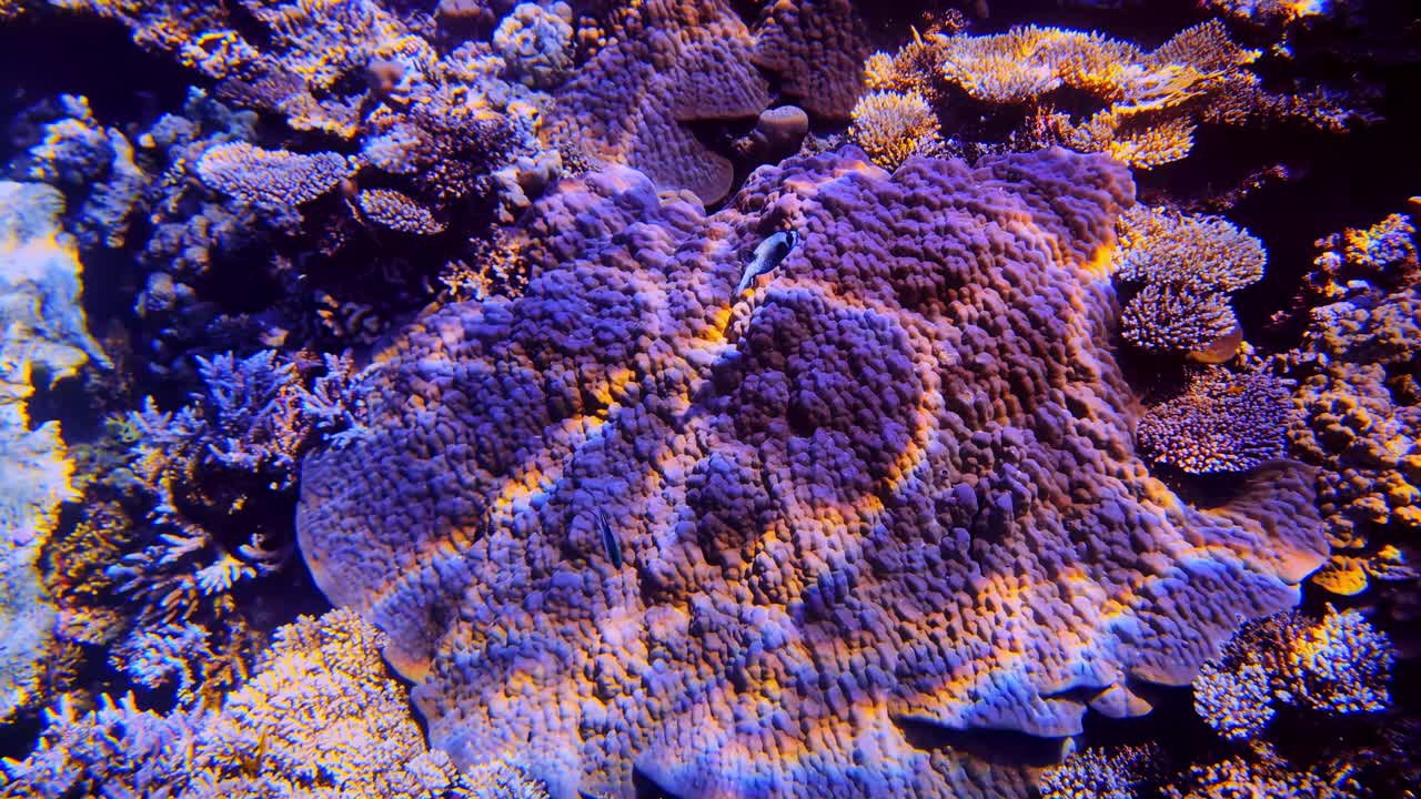 Grande corallo a piatto viola cresce su una barriera corallina tropicale, illuminato dalla luce solare