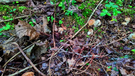damp forest floor with mushrooms, moss, leaves, twigs, and green plants
