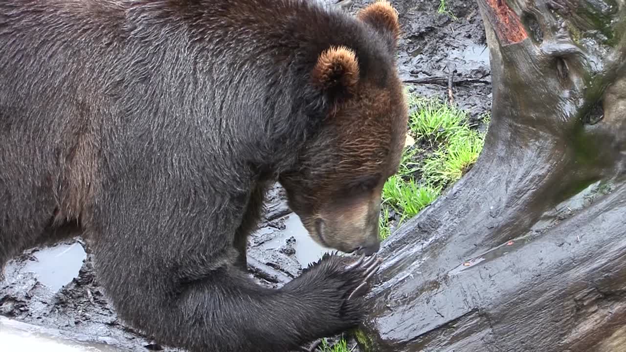 oso negro comiendo en el tronco de un árbol muerto