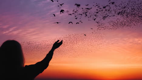 birds in flight at sunset