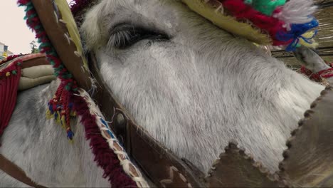 Donkey-taxi-mijas-Spain