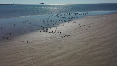 Aves-Marinas-Y-Barco-Mercante-Cerca-Del-Punto-De-Morgan-En-Laporte,-Texas