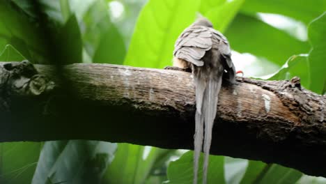 Close-up-shot-of-speckled-mousebird-with-long-tail