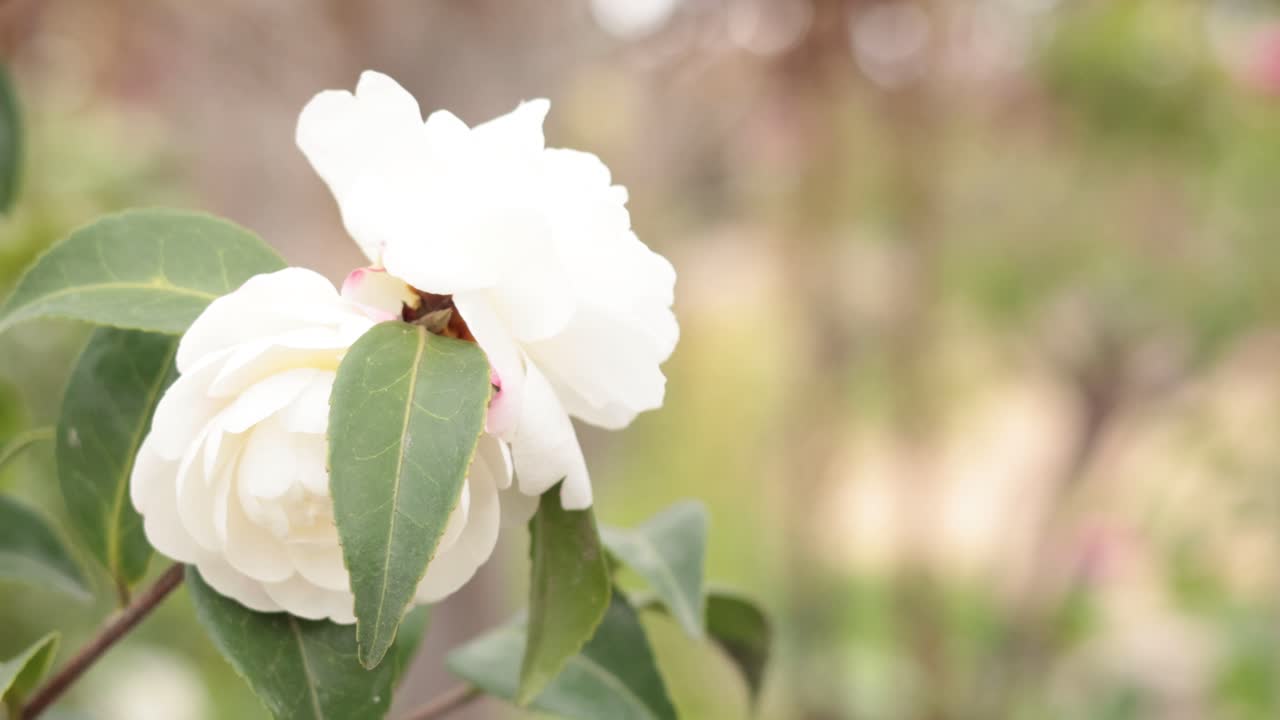 la flor blanca de la camelia se balancea suavemente en la brisa