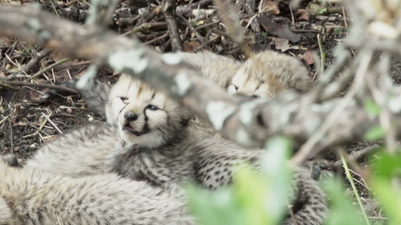tres bebés guepardos escondidos en la maleza, esperando que su madre regrese, abran y cierren la boca