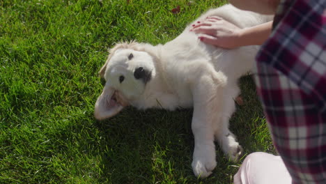 Die-Hand-Einer-Frau-Streichelt-Einen-Hund,-Der-Im-Gras-Liegt