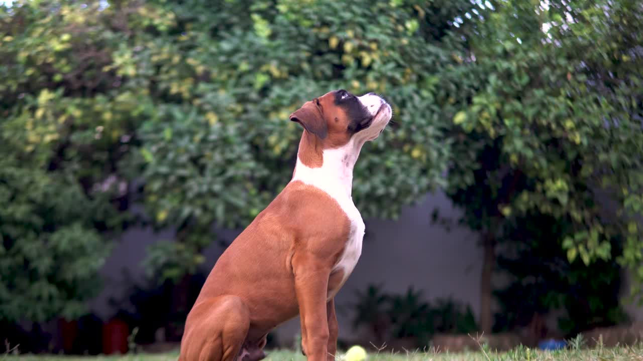 toma estática de un cachorro boxer sentado y mirando a su dueño