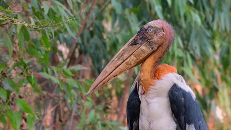 un gran pájaro de la familia de las cigüeñas común en el sur de asia y ahora en peligro de extinción debido a la pérdida de hábitat