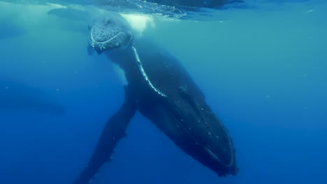 diver photographs humpback whale and calf swimming, surfacing to breathe, french polynesia