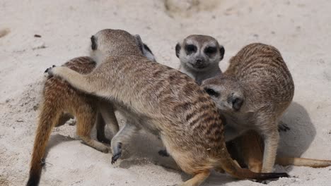 group of young playful meerkat family playing and cuddling outdoors in sand