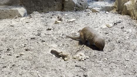 dwarf mongoose of the helogale parvula is looking for food in the sand