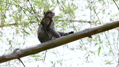 the long-tailed macaques are the easiest monkeys to find in thailand as they are present at temple complexes, national parks, and even villages and cities