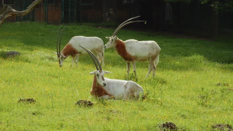 three scimitar-horned oryx relaxing on bright green meadows in gdańsk zoo, poland