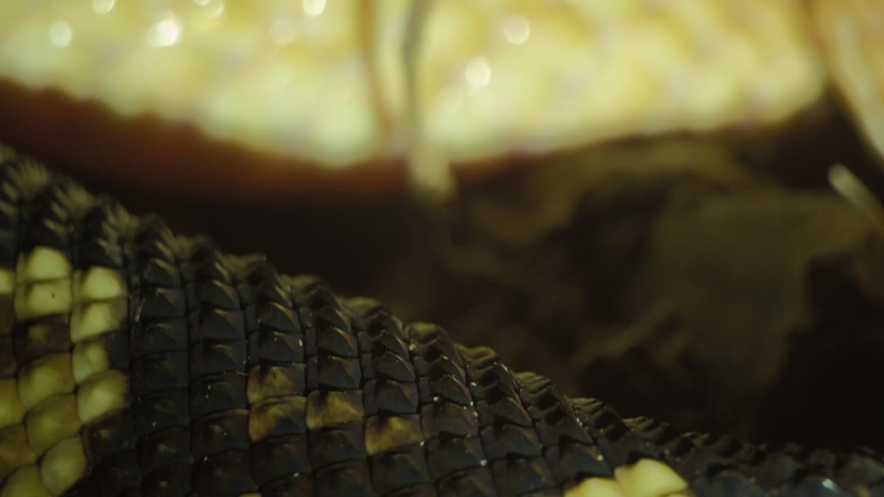 몸에 머리를 감고 있는 노란색 붉은 눈의 부시마스터 바이퍼 - 삼각대 공개