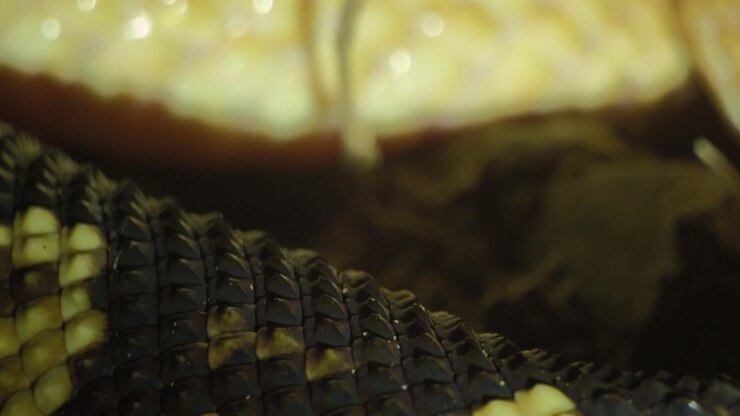 Geelroodogige Bushmaster-adder opgerold met kop op lichaam rustend - statief onthulling