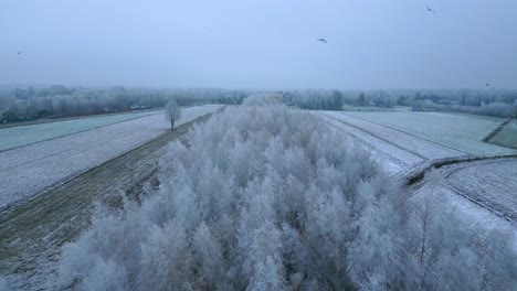 Aerial-view-of-winter-landscape-Wooded-belt-between-fields-over-which-birds-fly-over
