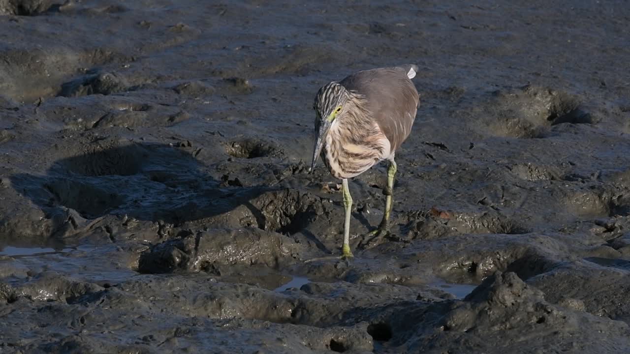 una de las garzas de estanque encontradas en tailandia que muestran diferentes plumajes según la temporada