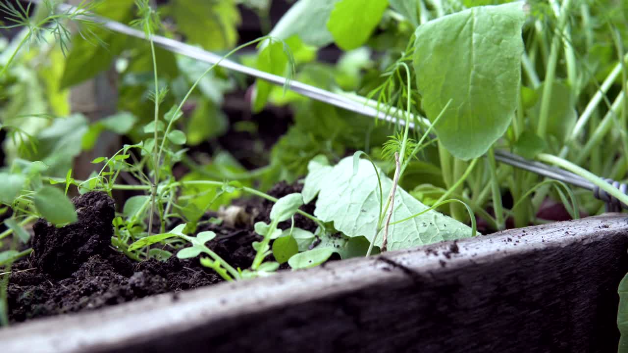 온실에서 라디쉬.