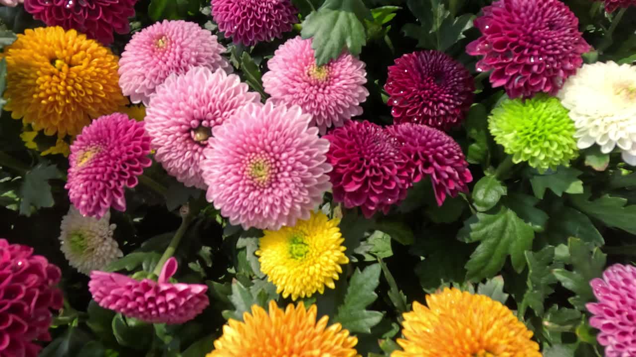 Vibrant chrysanthemums in a floral showcase.