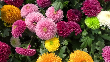 vibrant chrysanthemums in a floral showcase.