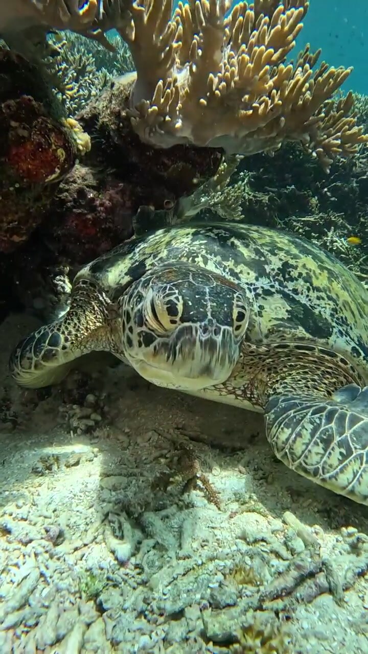 Vertical Footage for Social Media: Tropical Fish and Coral Reef, approaching Green Turtle