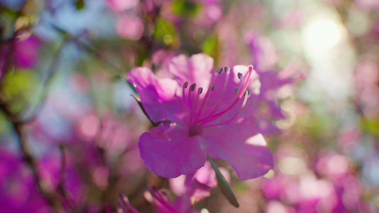 Mykt fokus på knallrosa asaleablomster, med solbelyst bakgrunn. Mildt sollys filtrerer gjennom kronbladene og skaper varm bokeh. Perfekt for vår-temaer, romantiske scener eller fredelige naturbakgrunner.