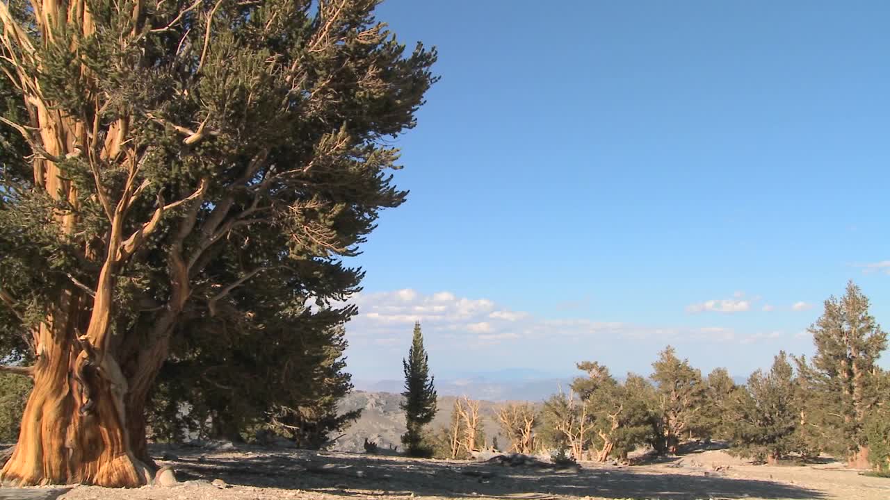 캘리포니아 1의 화이트 마운틴에서 자라는 고대 브리슬콘 소나무를 가로질러 팬