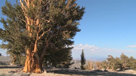 Schwenk-über-Uralte-Bristlecone-Kiefern,-Die-In-Den-Weißen-Bergen-Kaliforniens-Wachsen-1-Growing