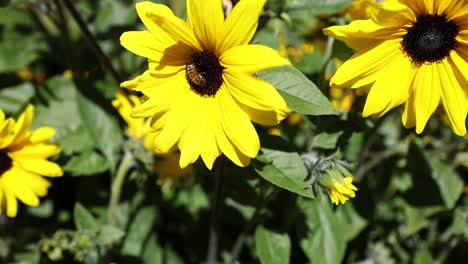 bees pollinating sunflowers in piedmont, italy