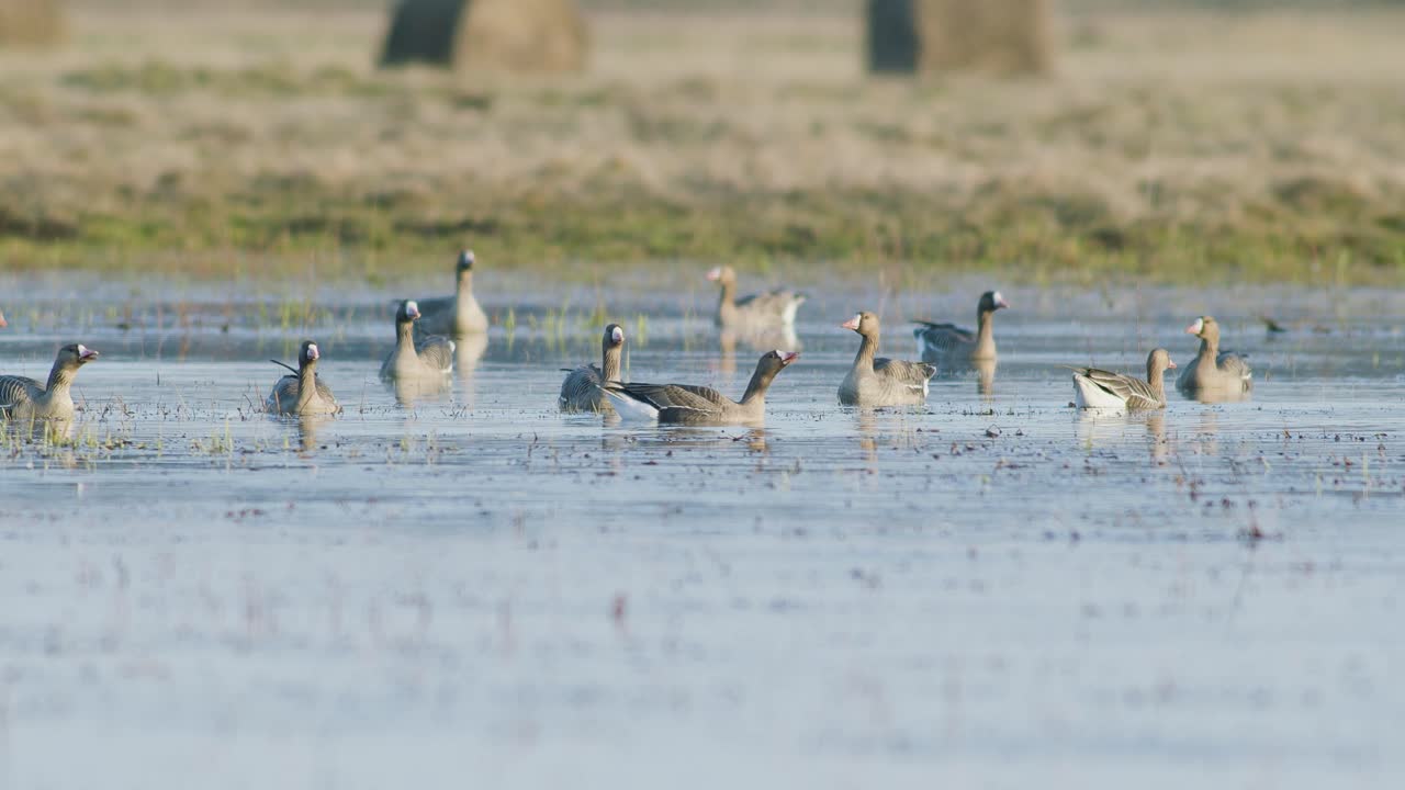 White-fronted geese resting in flooded meadow during spring migration sunny day