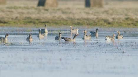 white-fronted geese resting in flooded meadow during spring migration sunny day