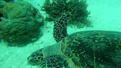 action camera capture of this endangered turtle moving around under the sea, green sea turtle chelonia mydas, palau