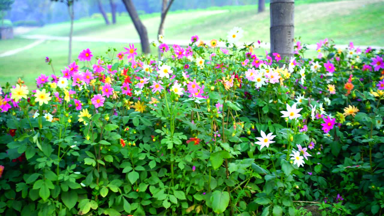 태양-16에 빛나는 정원의 꽃