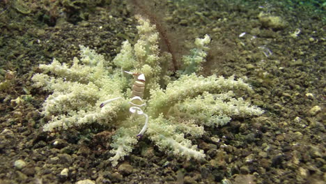 magificent anemone shrimp feeding in a small beautiful anemone with white branches, medium shot showing whole anemone