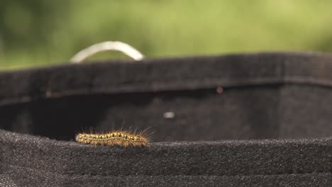 tiny caterpillar crawling around the parameter of a garden basket during spring