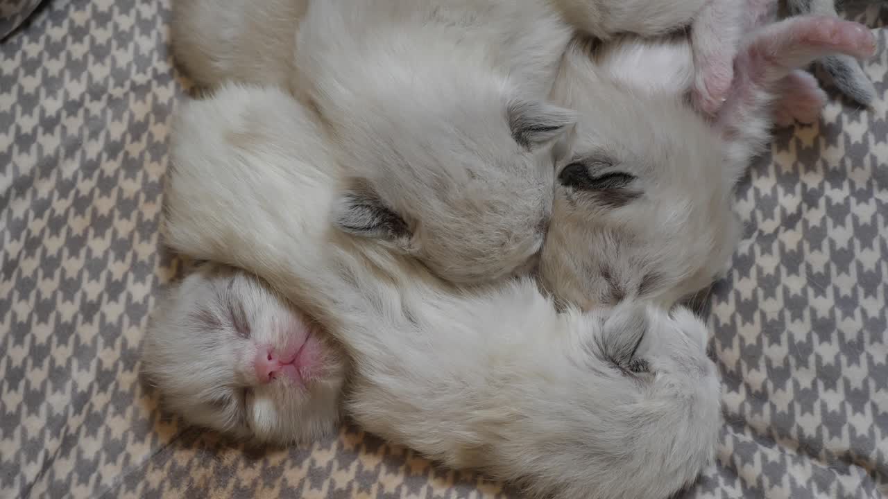 camada de gatitos recién nacidos de 2 días de edad