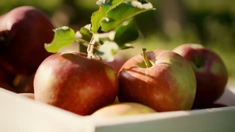 close up of apples in wooden crate