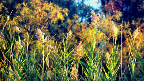 ornamental grasses blowing in peaceful autumn wind