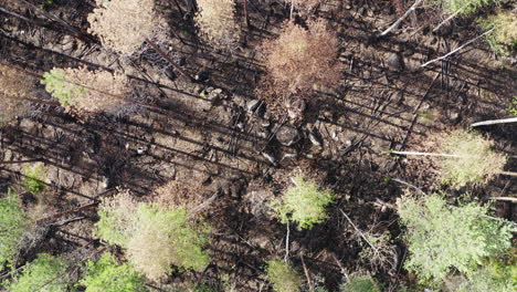 drone video after coniferous forest fire