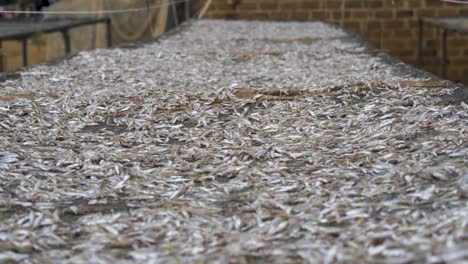 a slow moving slider shot of small fish drying on a fish rack in a rural african village