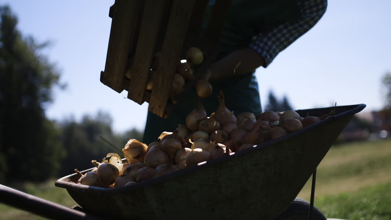 Farmer Harvesting Onions