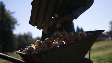 farmer harvesting onions
