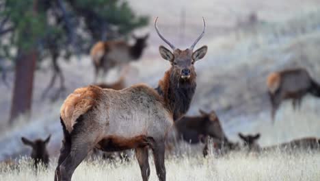 Macho-De-Alce-En-Colorado-Vigilando-La-Manada