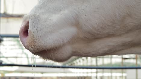 the drooling cow is ruminating at farm close view