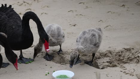 black swans and cygnets eating from a bowl