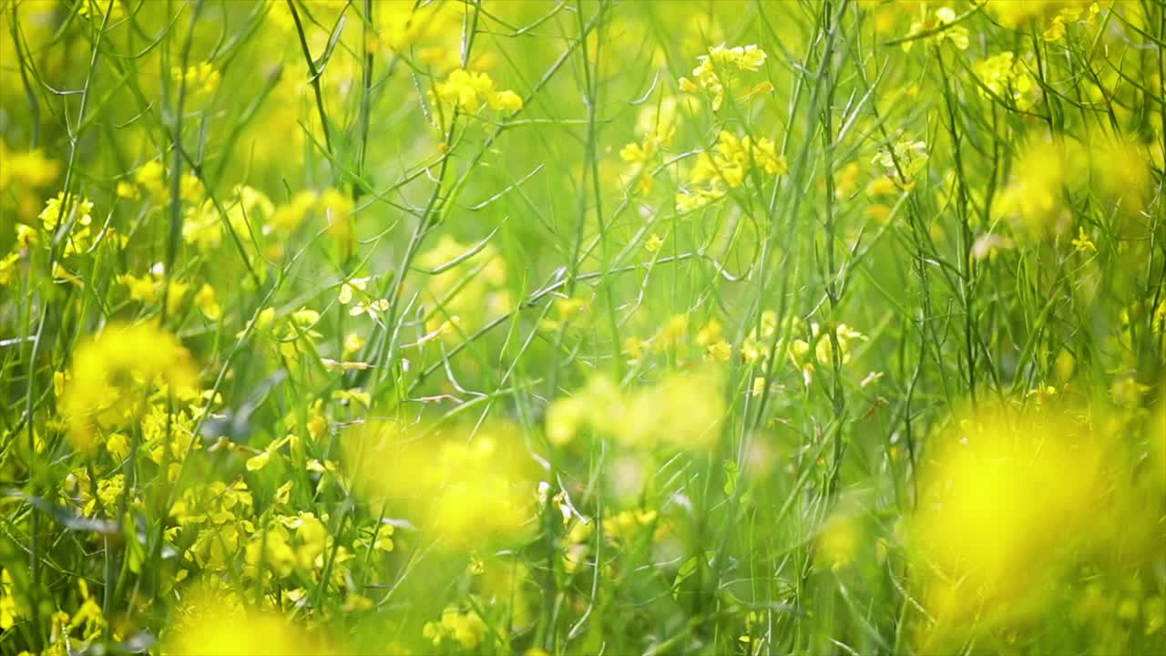 Mustard flowers. Mustard &ndash; mystical flower of happiness and health.