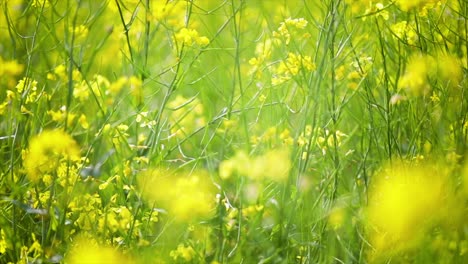 mustard flowers. mustard – mystical flower of happiness and health.